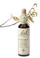 Bach Hornbeam / Haagbeuk 20 ml 17