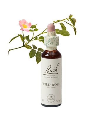 Bach Wild Rose / Hondsroos 20 ml 37