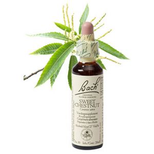 Bach Sweet Chestnut / TammeKastanje 20 ml 30